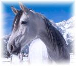 Tyrolská obec Gerlos a koně v zimě